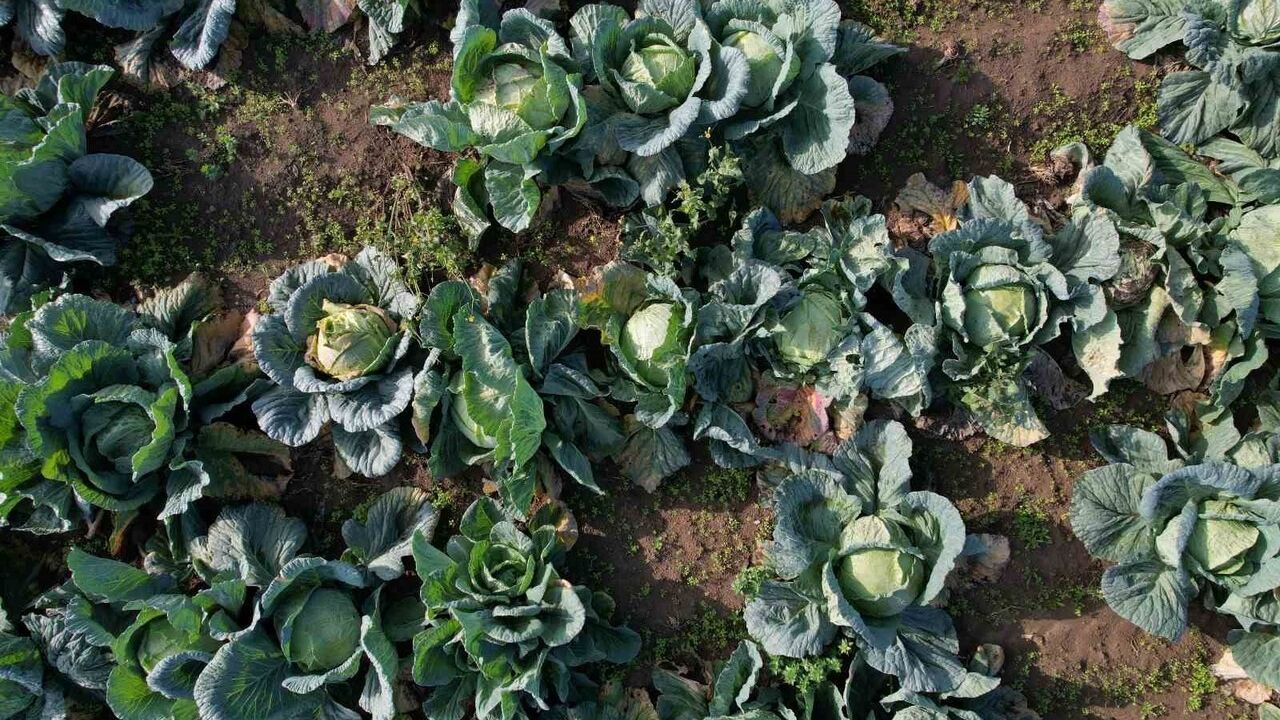 Sakarya'da beyaz lahana hasadı sürüyor: Tarladan pazara fiyat farkı dikkat çekiyor