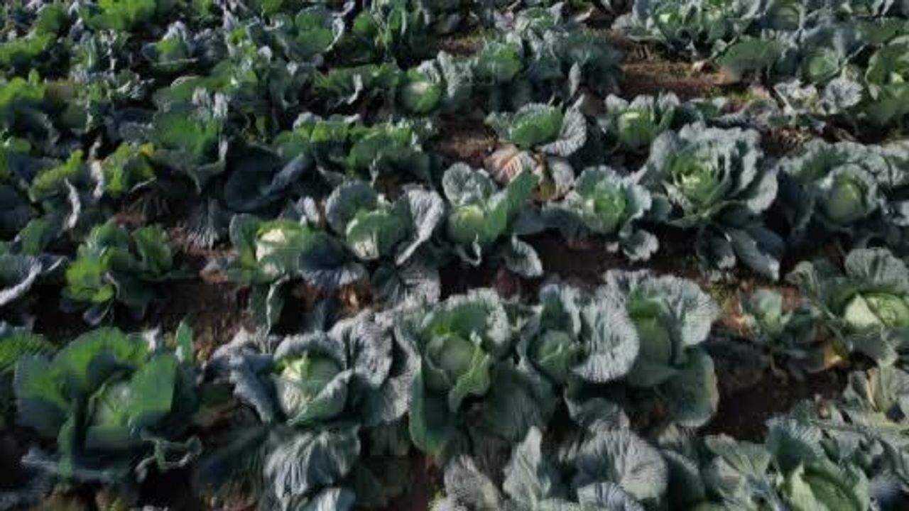 Sakarya'da beyaz lahana hasadı: Tarlada 40-50 liraya alınan lahana pazarda 150-200 liraya satılıyor