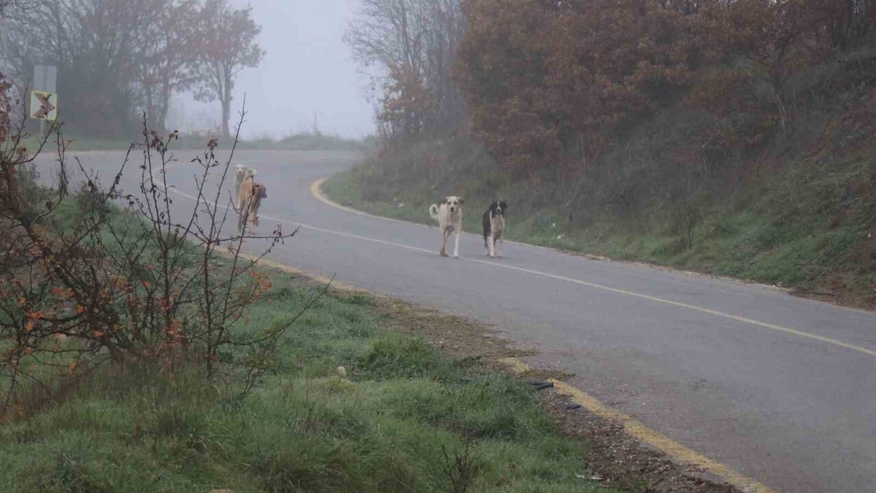 Sakarya Karagöl Yaylası'nda kaybolan yaşlı çift, gece görüşlü dronla bulundu