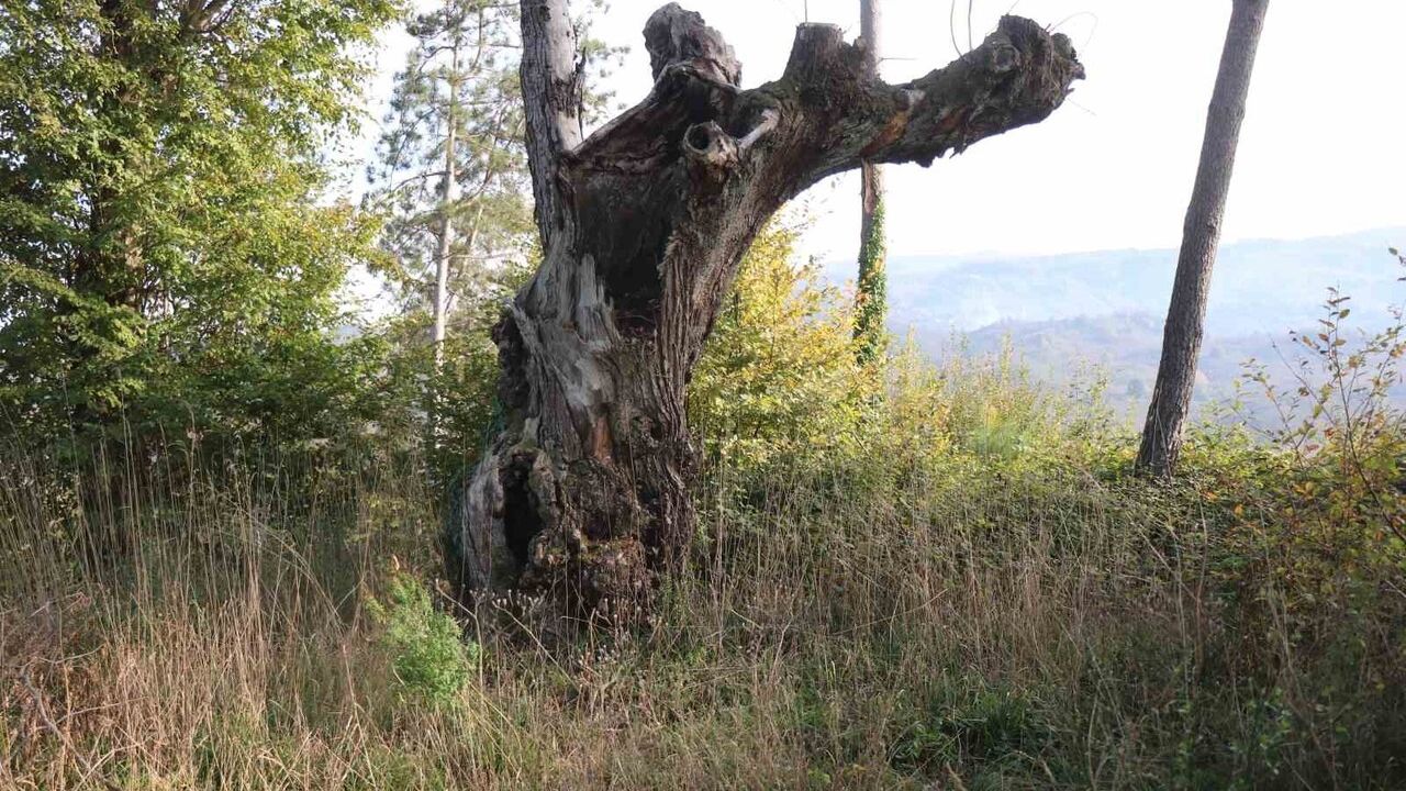 Sakarya Kocaali'de 400 yıllık mezarlık define kazılarıyla tahrip oldu — Mahalle ihya talep ediyor