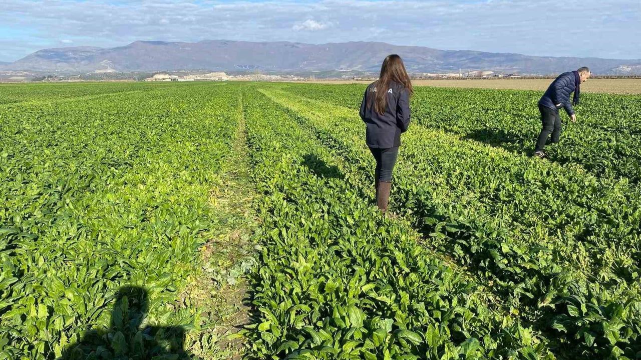Salihli'de kışlık sebzelerde hastalık ve zararlı kontrolleri sürüyor