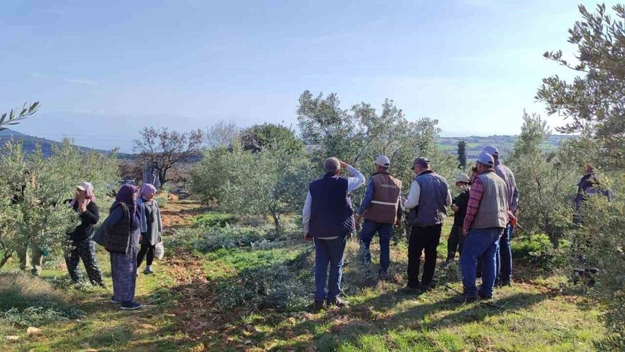 Salihli'de ücretsiz zeytin budama kursu Aralık–Şubat döneminde düzenleniyor