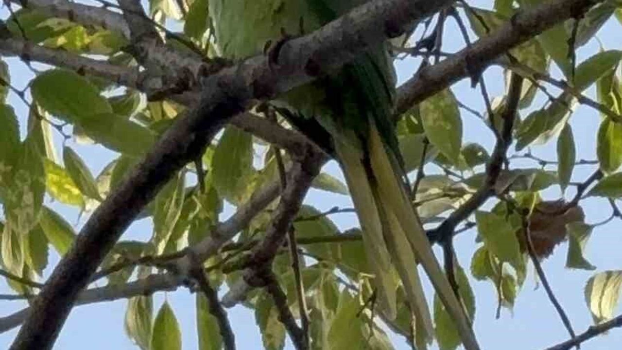 Samsun Adliye Sarayı bahçesini Pakistan papağanları mesken tuttu