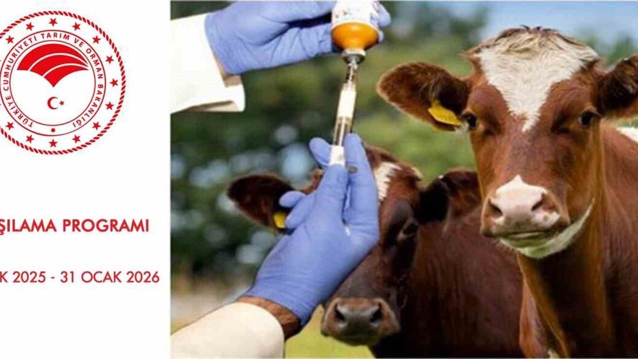 Samsun'da 2026 Şap Aşılama Programı başladı: SAT 1 aşısı sevklerde zorunlu