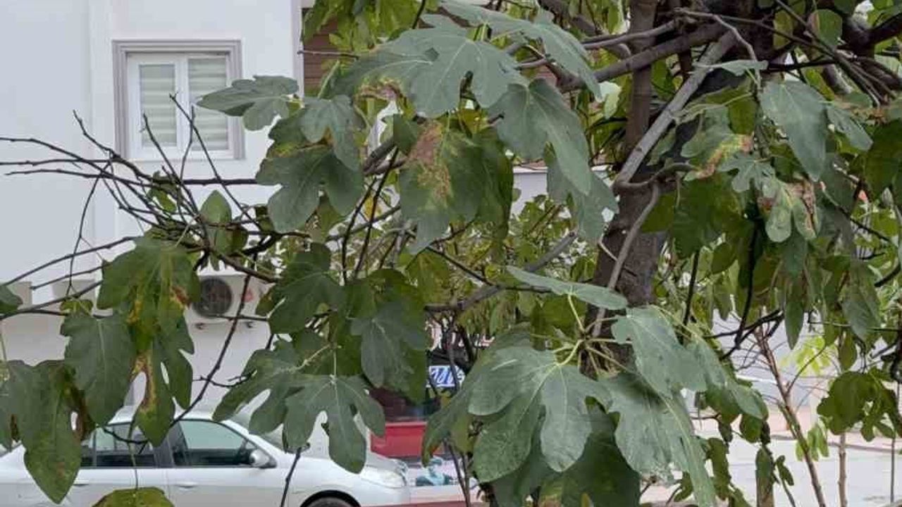 Samsun’da 3’üncü kattan düşen 63 yaşındaki adamı incir ağacı kurtardı