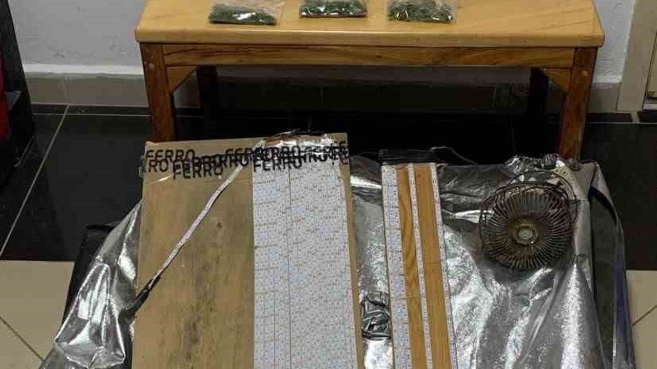 Samsun'da bağ evinde uyuşturucu yetiştirme düzeneği, narkotik köpeği Tony ile tespit edildi