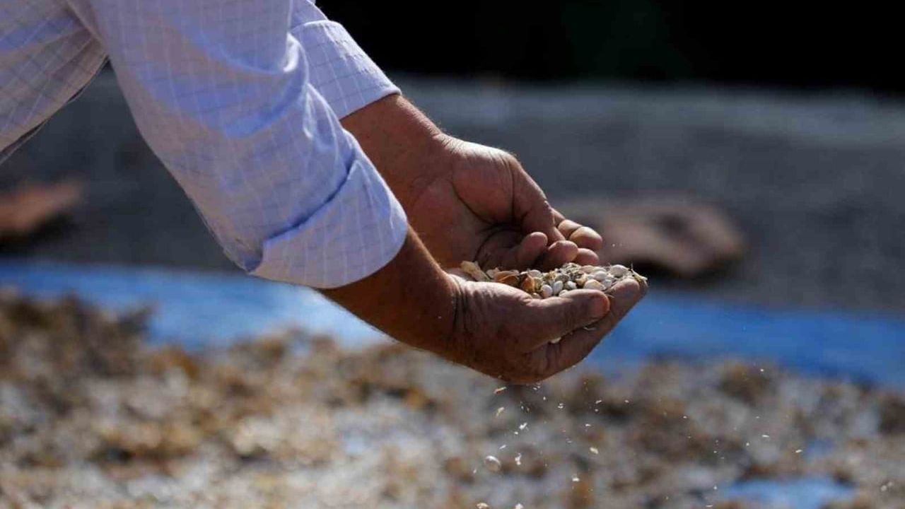 Samsun'da bitkisel ve hayvansal üretime destekler sürüyor: Sözleşmeli üretimle ihtiyaç sahibi ailelere dağıtım