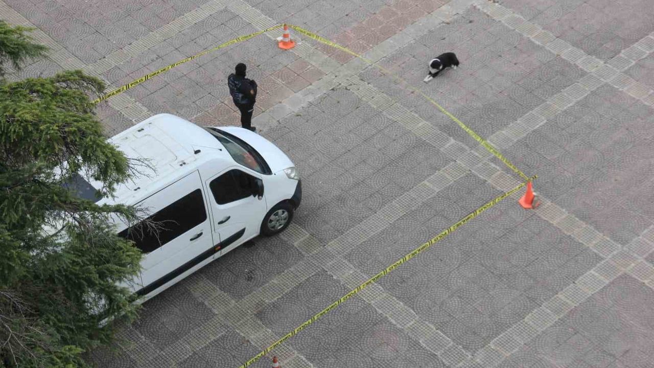 Samsun'da örnek davranış: Polis şeridine saygı gösteren köpek