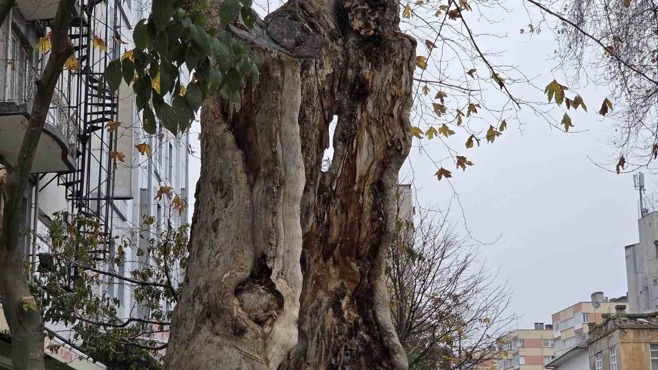 Samsun'daki anıt çınar: Gövdesi yandı, yalnızca dış kabukla ayakta kalıyor