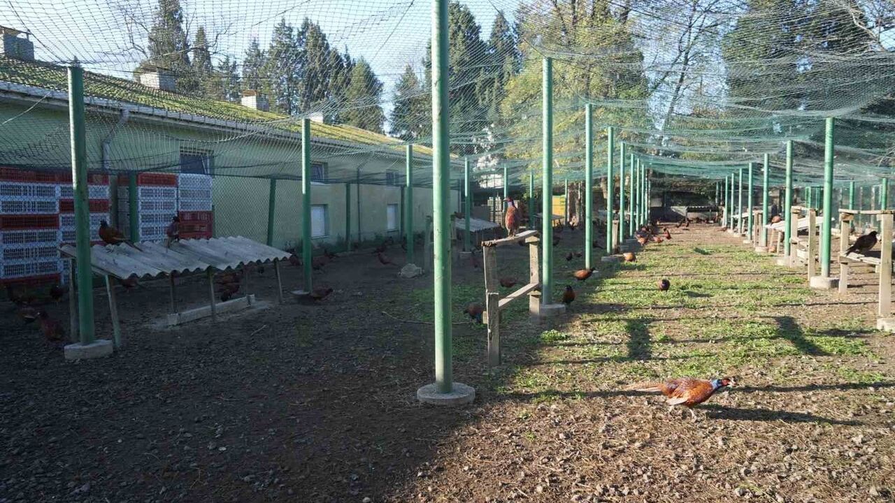 Samsun’dan doğaya 3 bin sülün: Kahverengi kokarca ile biyolojik mücadelede yeni adım