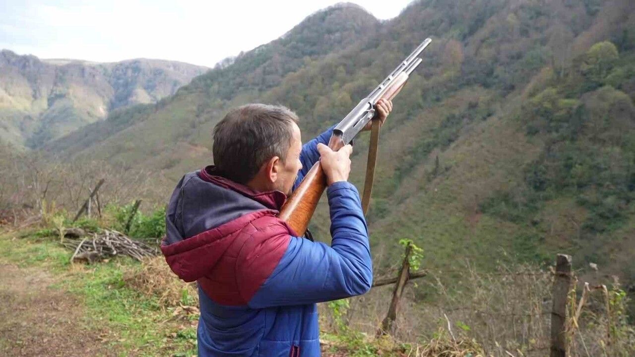 Samsun kırsalında artan domuz popülasyonu: Avcılar 'takoz' kısıtlamasının kaldırılmasını talep ediyor