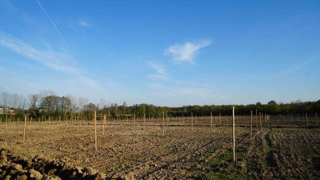 Samsun Tekkeköy'de 100 dönümlük incir projesi: 50 milyon TL gelir kız öğrencilere burs olacak