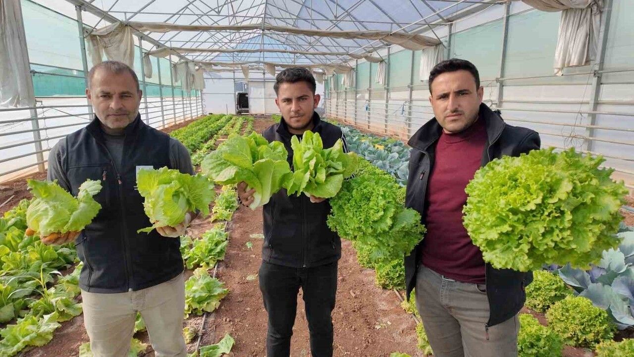 Şanlıurfa Büyükşehir Belediyesi seralarında kışlık sebze hasadı başladı