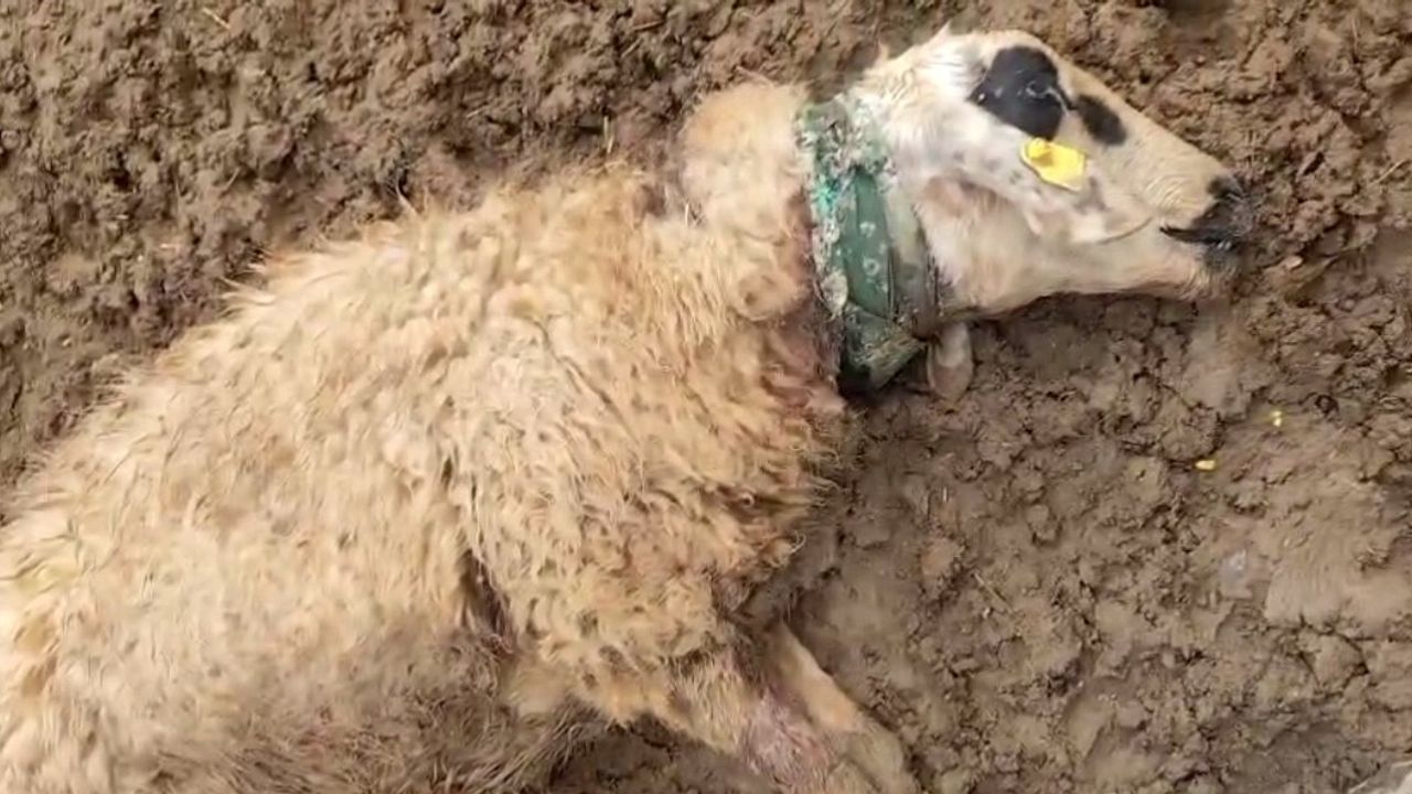 Şanlıurfa Ceylanpınar'da kurt saldırısı: 18 koyun telef oldu