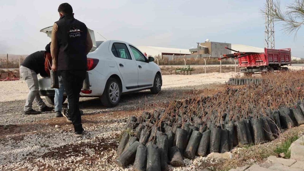 Şanlıurfa’da 35 Bin Fıstık Fidanı Çiftçilere Yüzde 85 Hibe ile Dağıtıldı