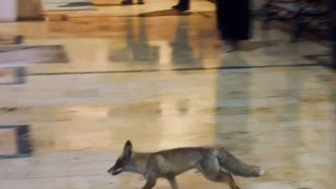 Şanlıurfa'da kar nedeniyle aç kalan tilki Balıklıgöl'de görüldü