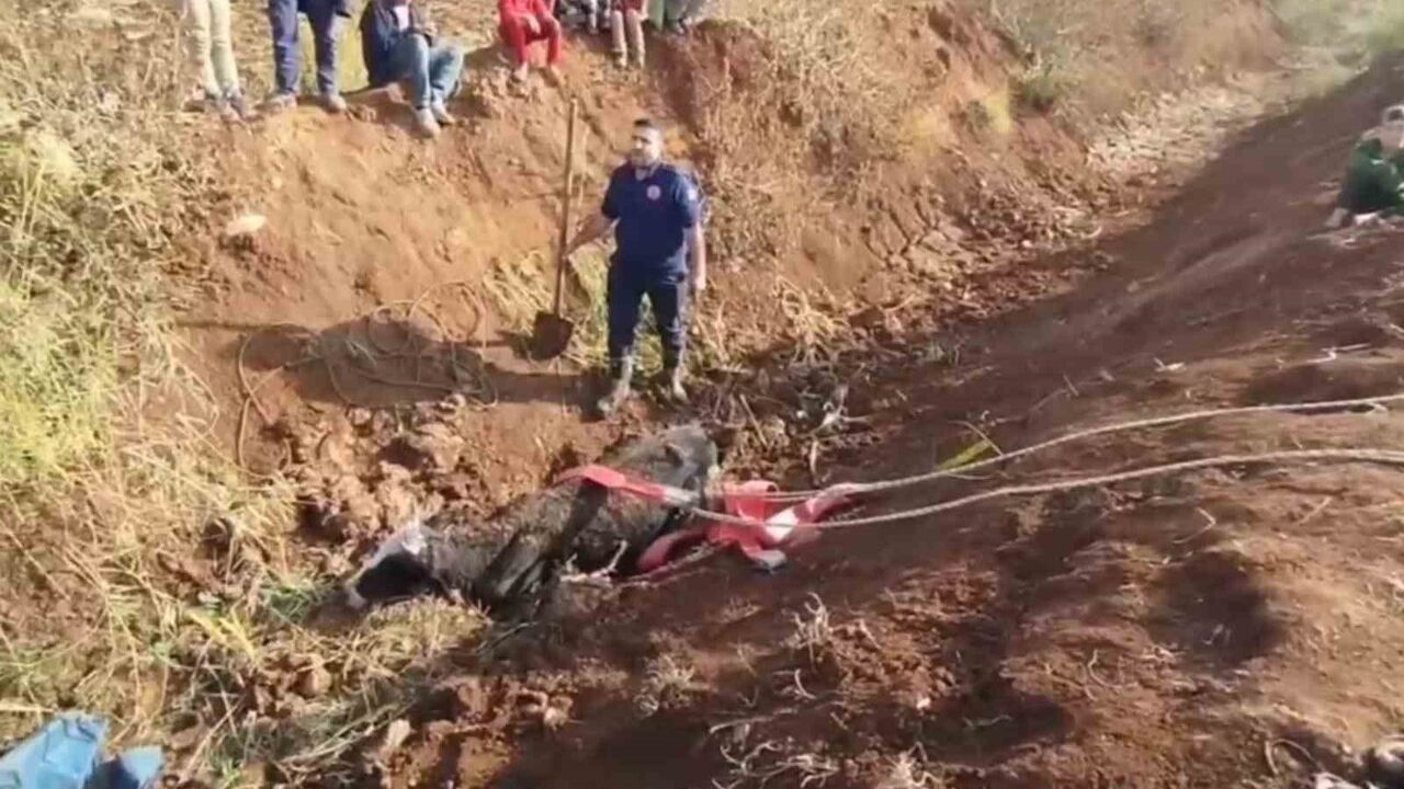 Şanlıurfa Eyyübiye'de tahliye kanalına düşen inek itfaiye ekiplerince kurtarıldı