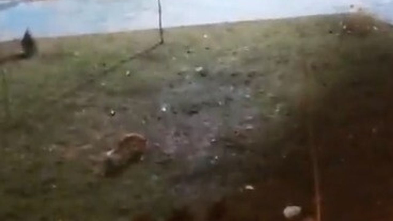 Şanlıurfa Karaköprü'de iki tilki parkta yiyecek ararken görüntülendi