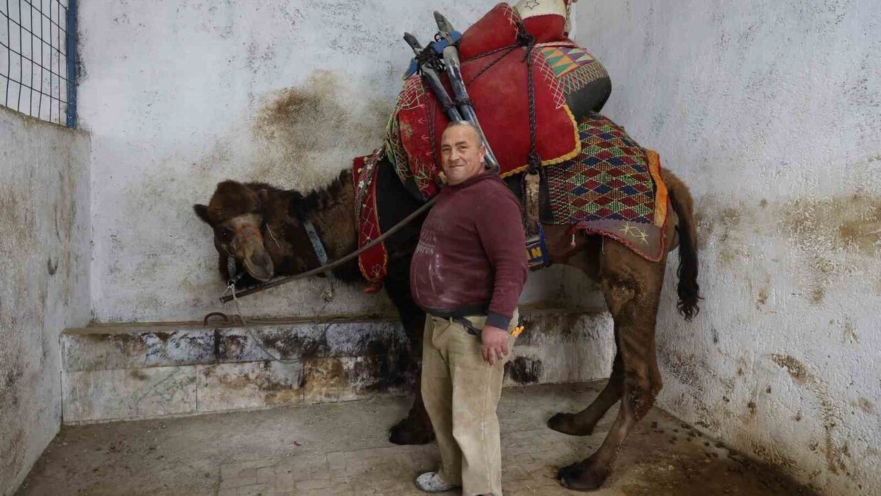 Şap Karantinası Nedeniyle İptal Edilen Deve Güreşleri Sektörde Zincirleme Etki Yarattı