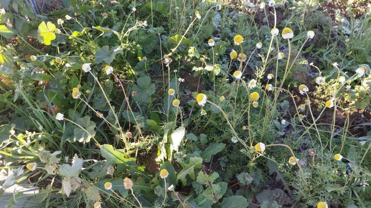 Sarıgöl'de Aralıkta Papatyalar Açtı: Çiftçiler 'Yalancı Bahar' Endişesi