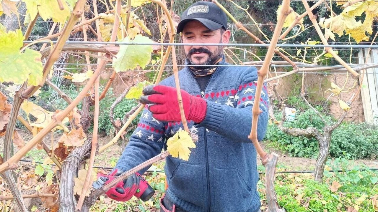 Sarıgöl'de artan budama yevmiyeleri üreticileri aile emeğine yöneltti