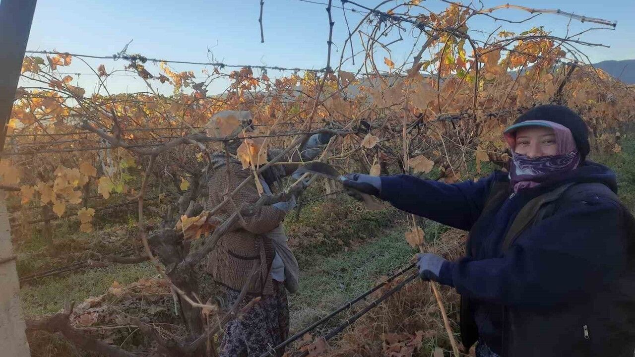 Sarıgöl'de bağ yenileme çalışmaları kadın istihdamını artırıyor