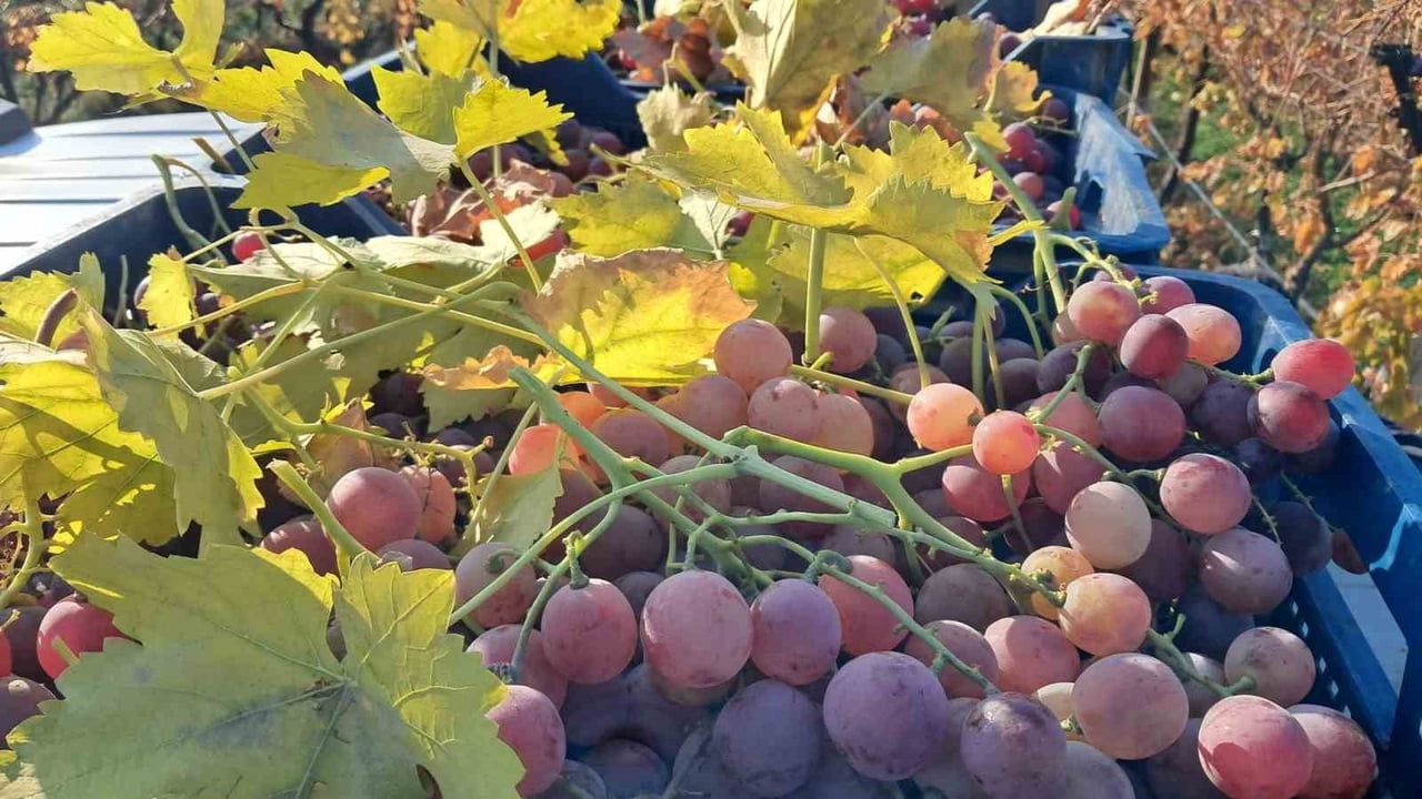 Sarıgöl'de bağdan sofraya: Sultaniye ve Red Globe üzümleri dalından kesilerek pazara gönderiliyor