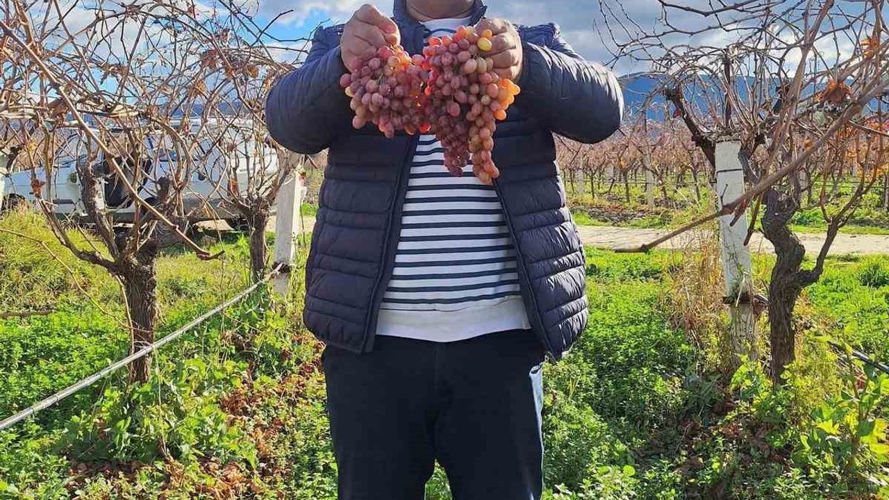 Sarıgöl'de Crimson Üzümü: Soğuğa Dayanıklılığı ve Uzun Raf Ömrüyle Kışa Hazır