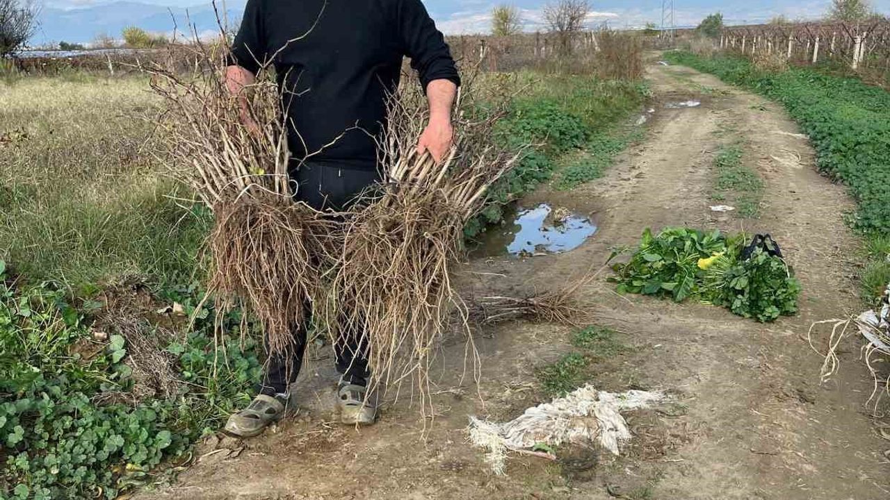 Sarıgöl'de genç kardeşlerin 700 bin üzüm fidanı hedefi bölge tarımına ve istihdama katkı sağlıyor