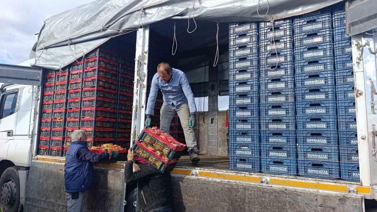 Sarıgöl'de örtü altı üzüm hasadı aralıkta da sürüyor; fiyatlar 30-35 TL bandında