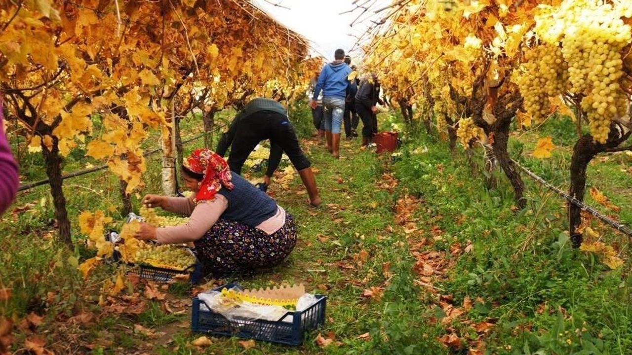 Sarıgöl'de Sultaniye üzüm hasadında sona yaklaşıyor