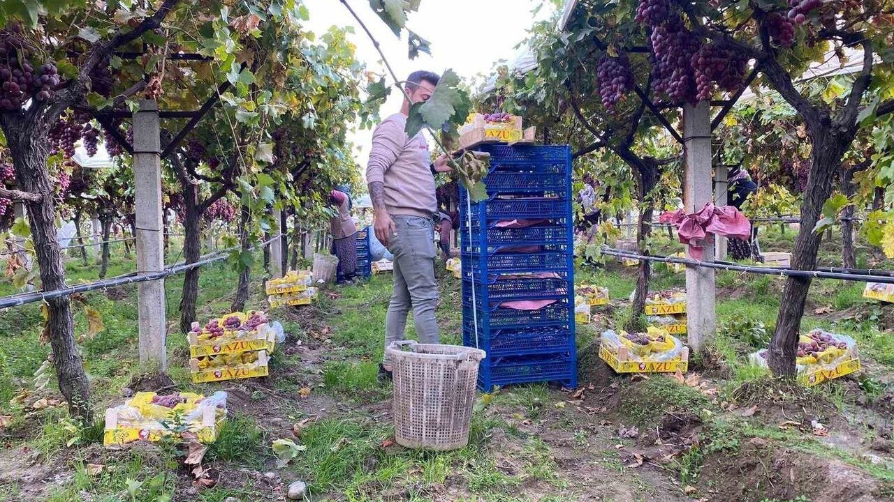Sarıgöl'de Sultaniye üzümü hasadı Aralık ortasına kadar sürüyor