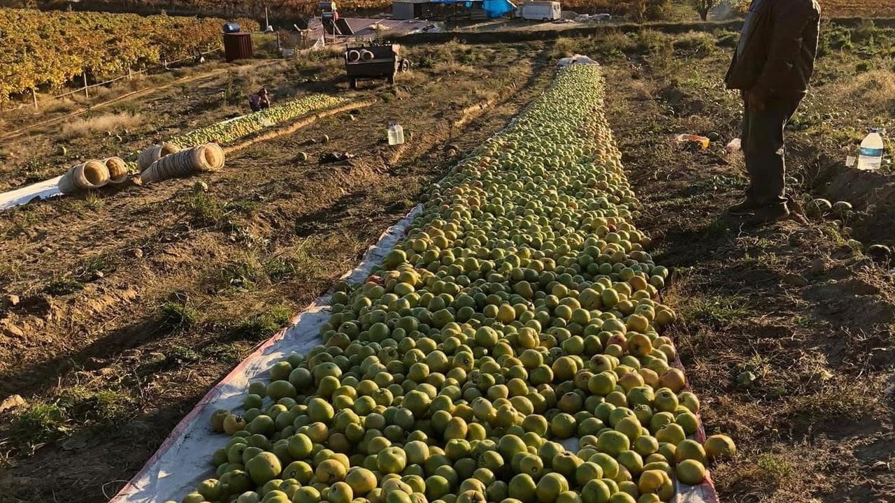 Sarıgöl’de üreticiler kırağıya karşı yeşil domatesleri serada ve naylonda olgunlaştırıyor