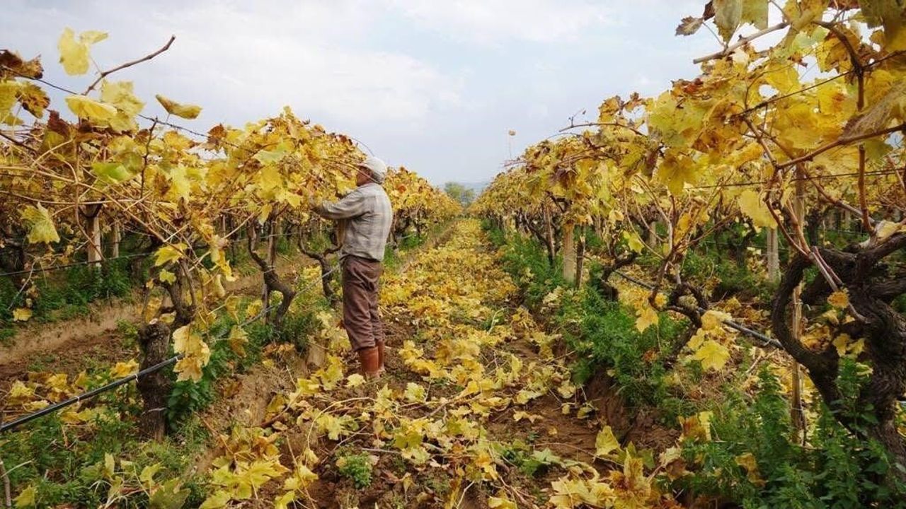 Sarıgöl’de üzüm bağlarında sonbahar renkleri eşliğinde budama çalışmaları sürüyor