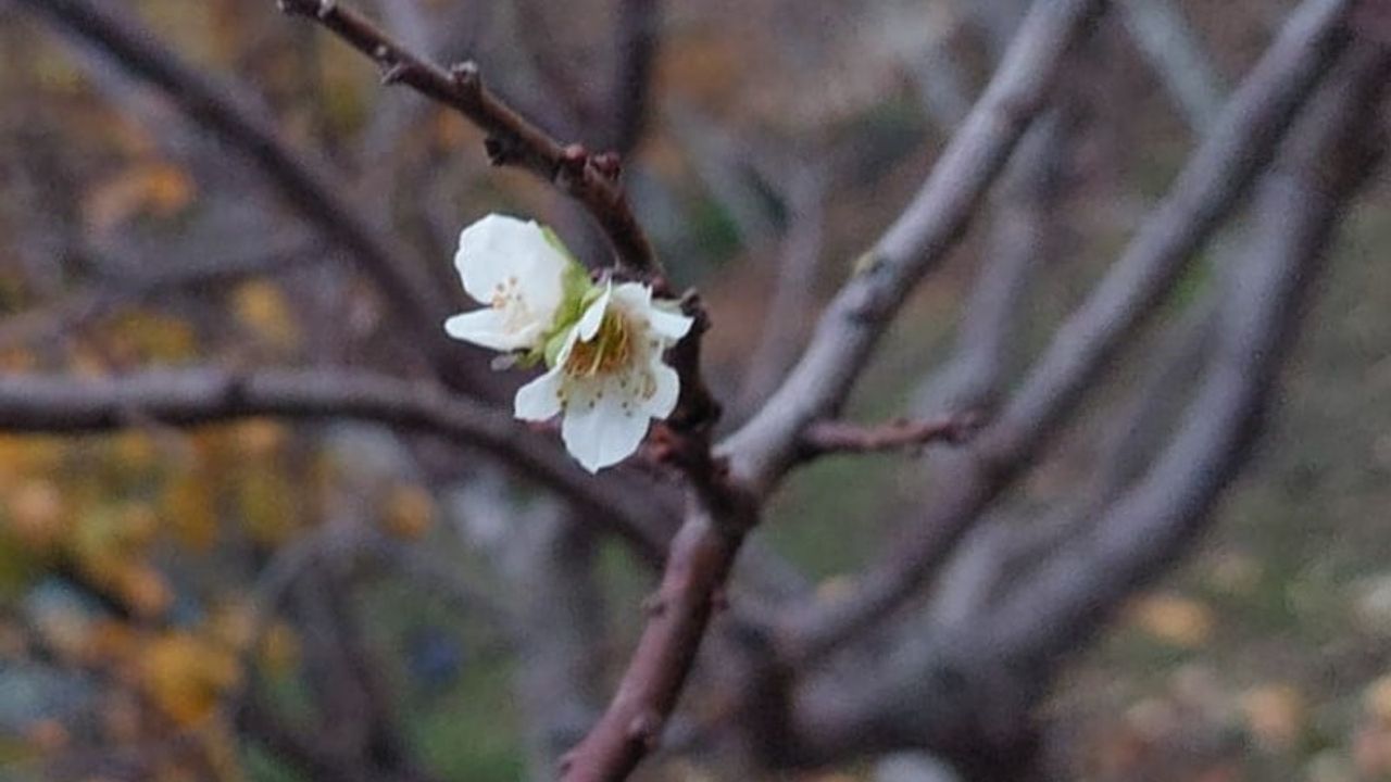 Sarıgöl'de zemheri soğuklarına rağmen erik ağacı erken çiçek açtı
