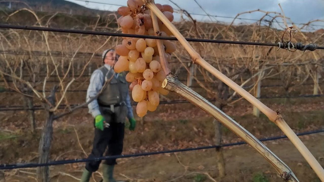 Sarıgöl Ovası'nda bağ budaması sırasında bulunan 'çoban üzümü' geleneği sürüyor