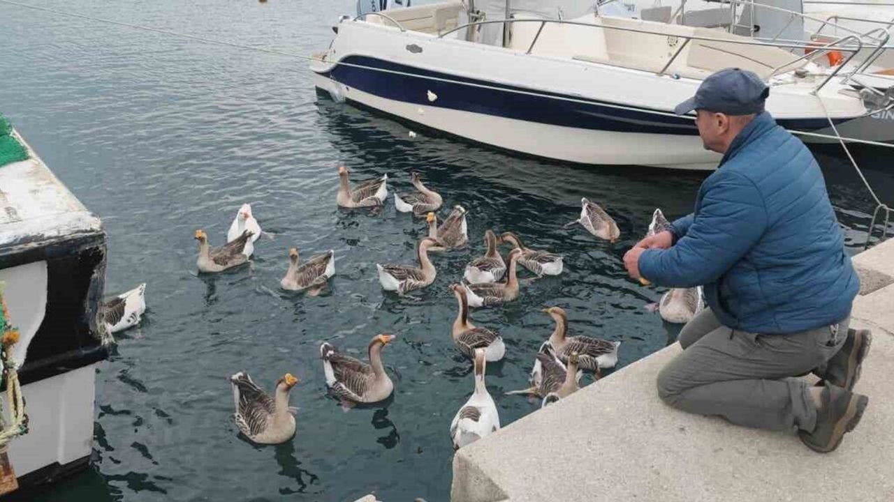 Şarköy Balıkçı Limanı'nın Maskotu 'Vakvaklar' Kazları