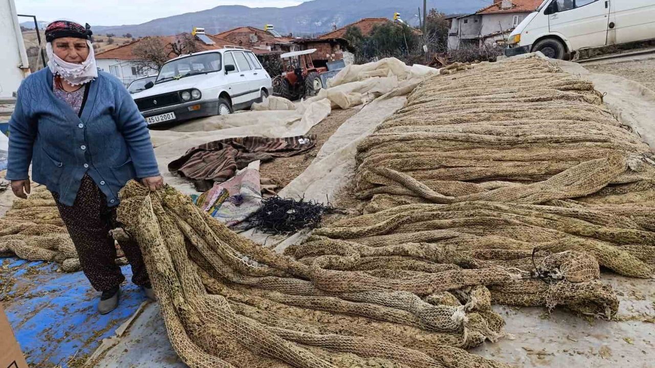 Selendi'de tütün hasadı tamamlandı: Üreticiler kolileme mesaisine başladı