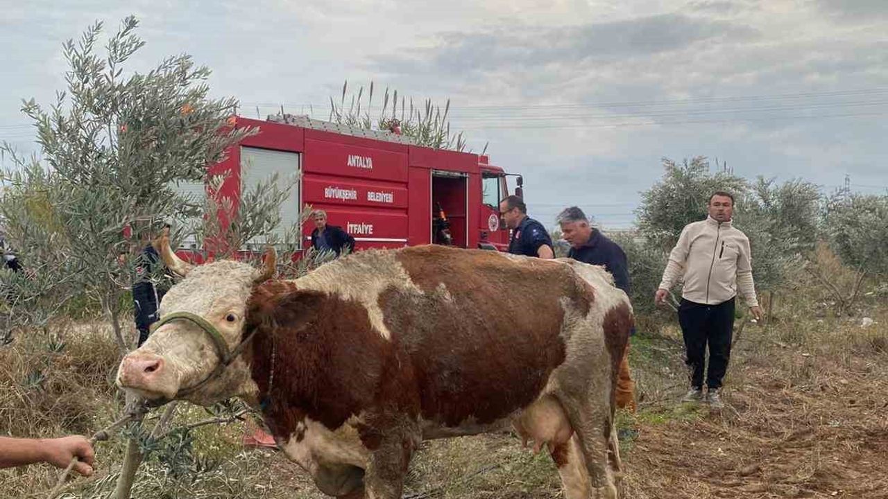 Serik'te sulama kanalına düşen inek, itfaiyenin 1 saatlik çalışmasıyla kurtarıldı