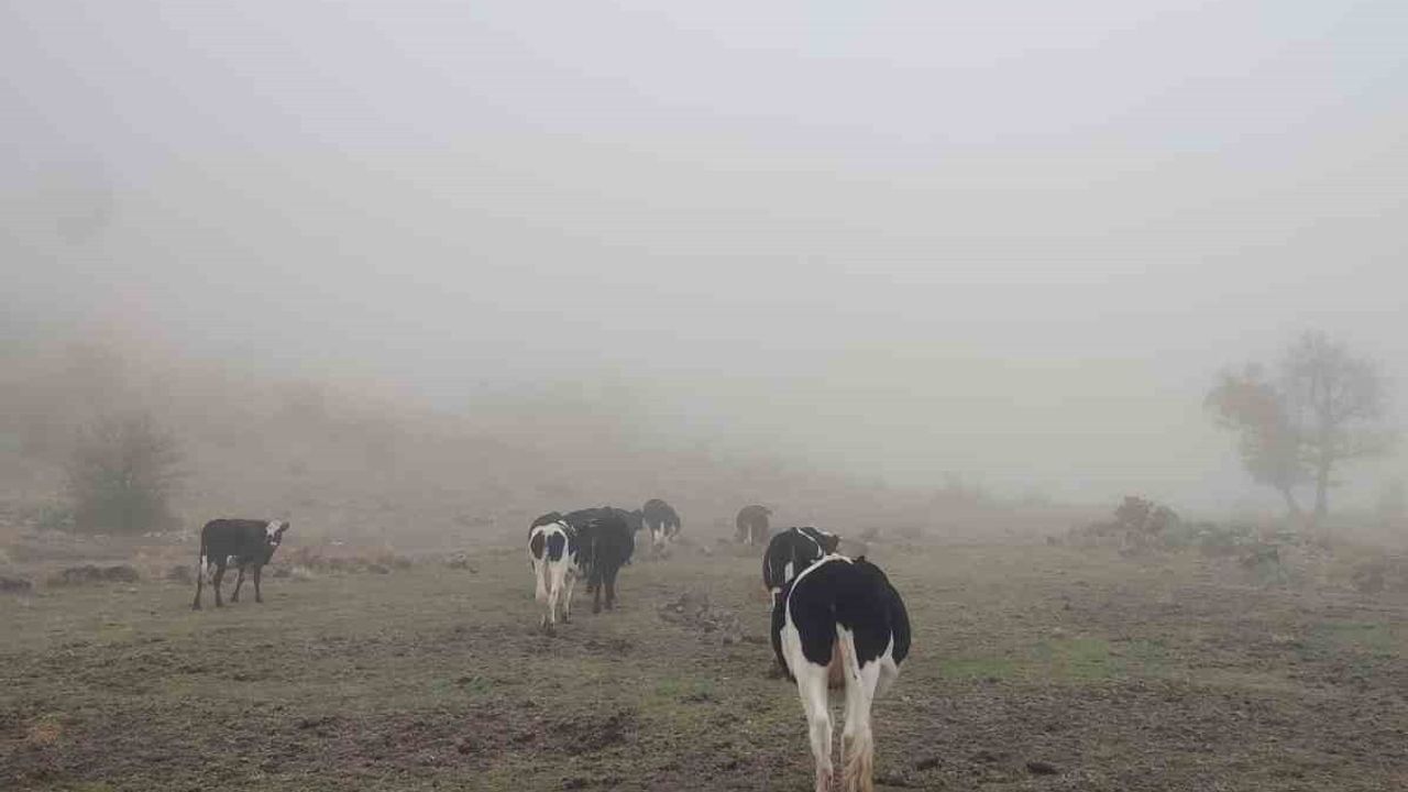 Seydişehir'de Kaybolan 11 Büyükbaş, Jandarma Tarafından Sahiplerine Teslim Edildi
