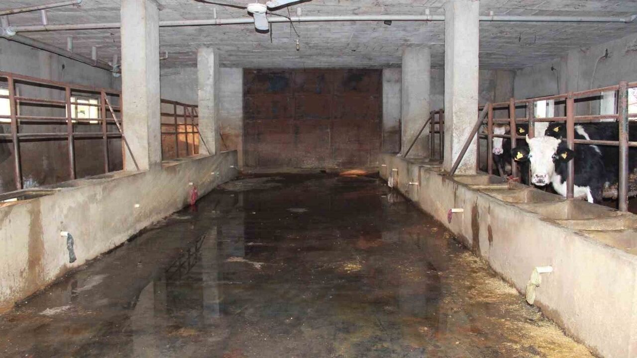 Siirt’te 3 buçuk ayda 54 büyükbaş telef oldu; besicinin zararı 8 milyon liraya ulaştı