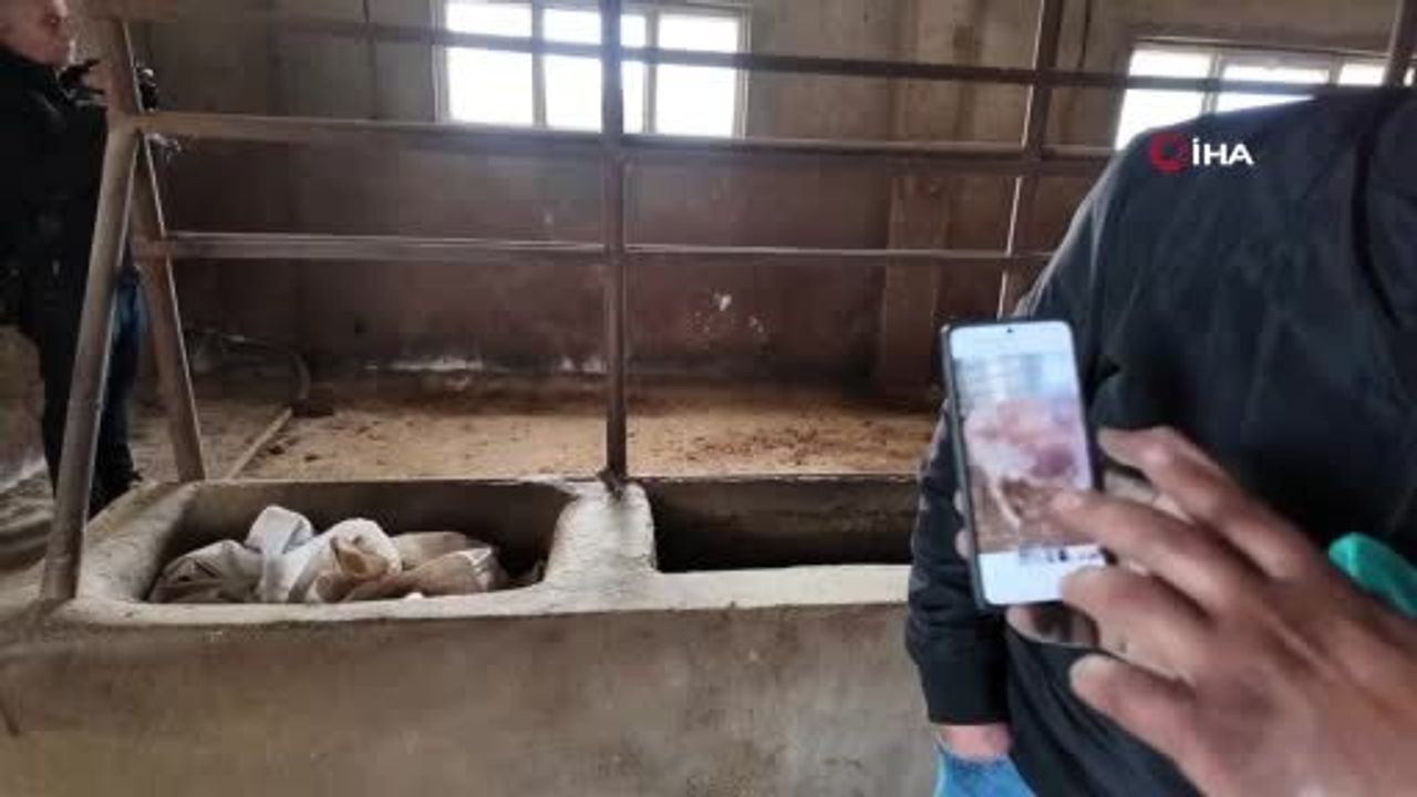 Siirt'te 3 buçuk ayda 54 büyükbaş telef oldu; besicinin zararı 8 milyon TL