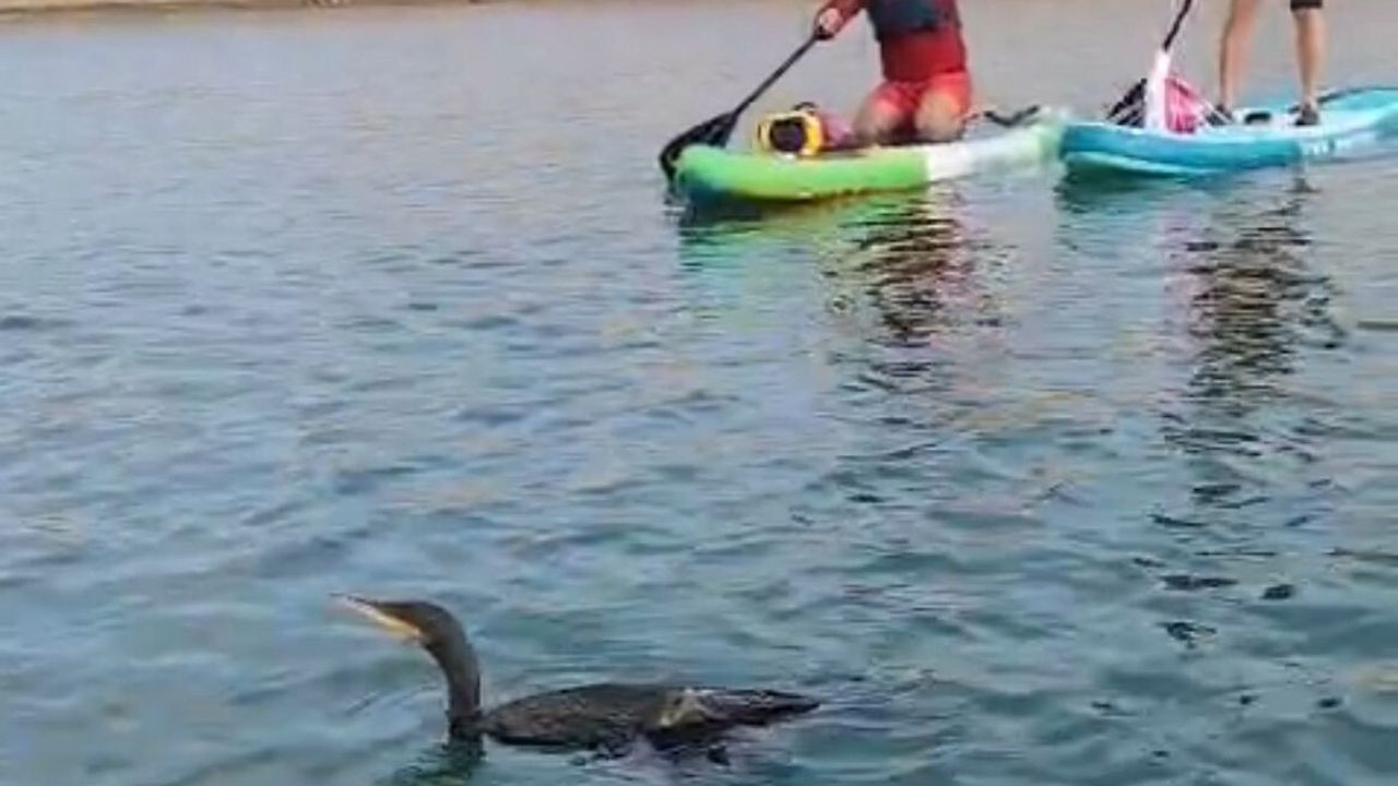 Siirt'te Botan Vadisi'nde yaralı karabatak kurtarma çabaları sonuç vermedi