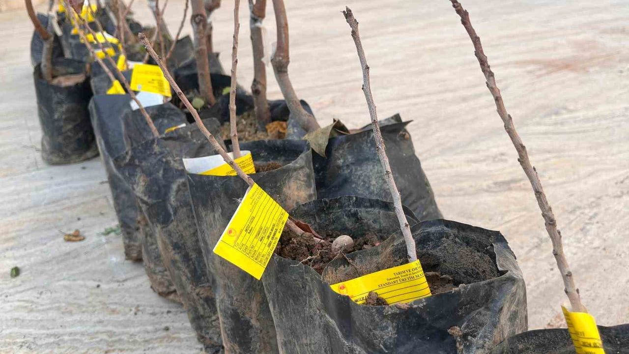 Siirt’te çiftçilere 25 bin 700 fıstık ve 4 bin 300 Trabzon Cennet Hurması fidanı dağıtımı yapıldı