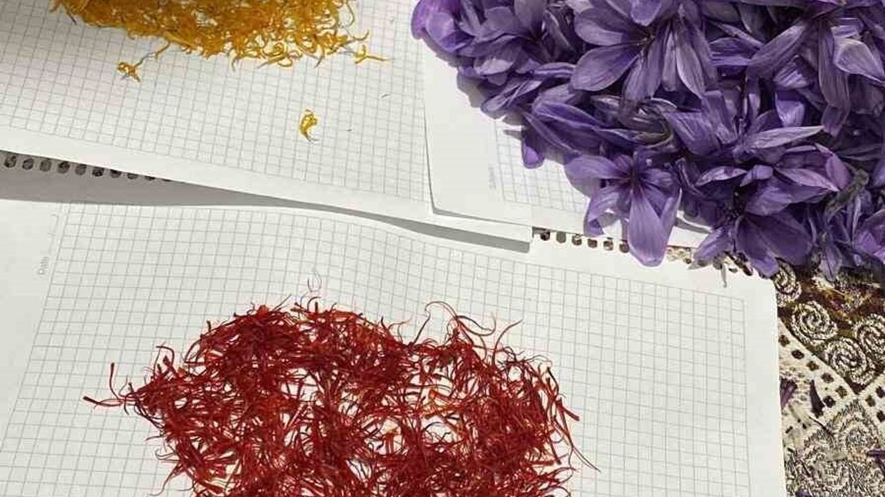 Siirt’te ilk safran denemesi başarıyla tamamlandı: Bölge için alternatif tarım potansiyeli
