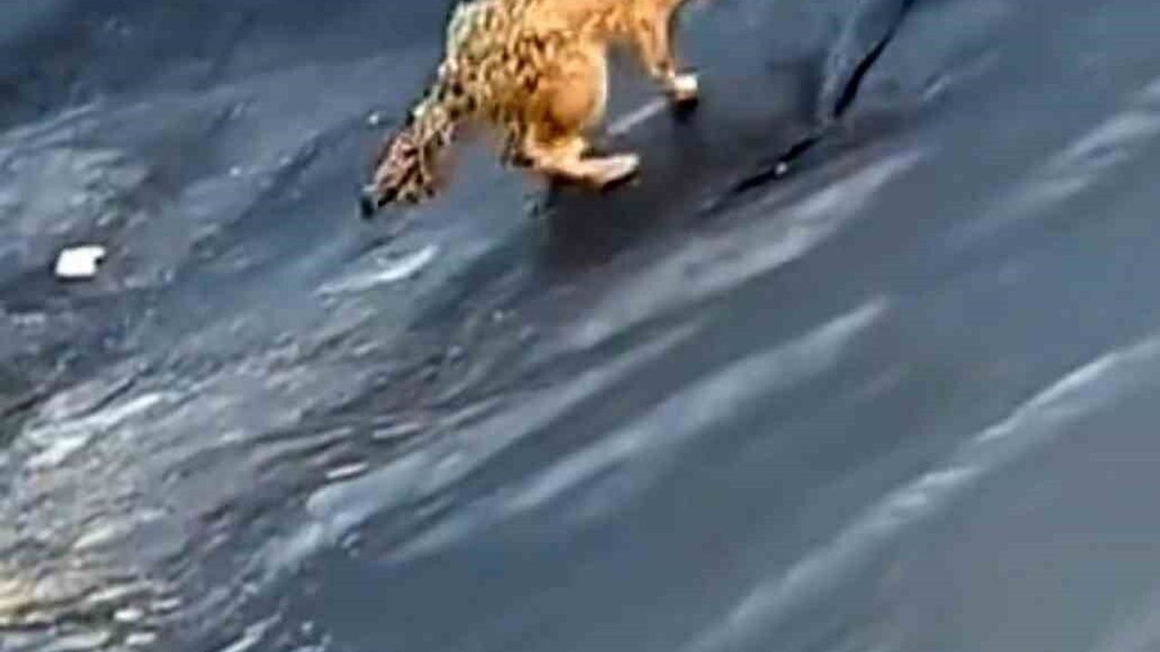 Siirt'te Kurtalan'da Boş Havuza Düşen Kurt İki Saatlik Mücadeleyle Kendi Başına Çıktı