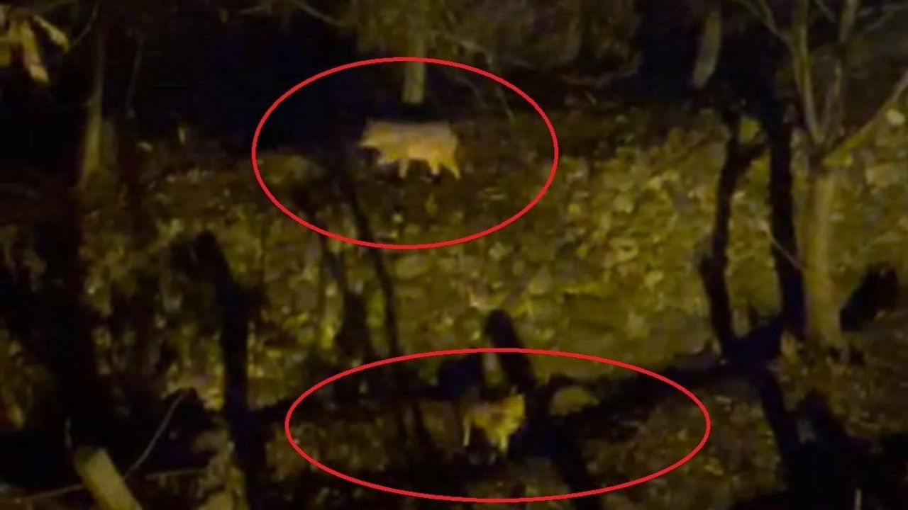 Silvan'da yiyecek arayan iki kurt Kazandağı Mahallesi'ne indi