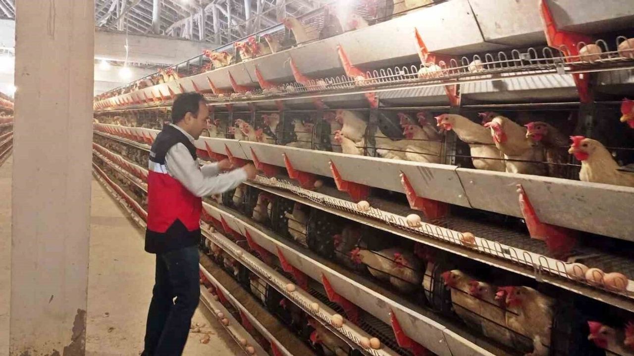 Simav'da 12 bin tavuk kapasiteli işletmeye yumurta paketleme onay belgesi verildi