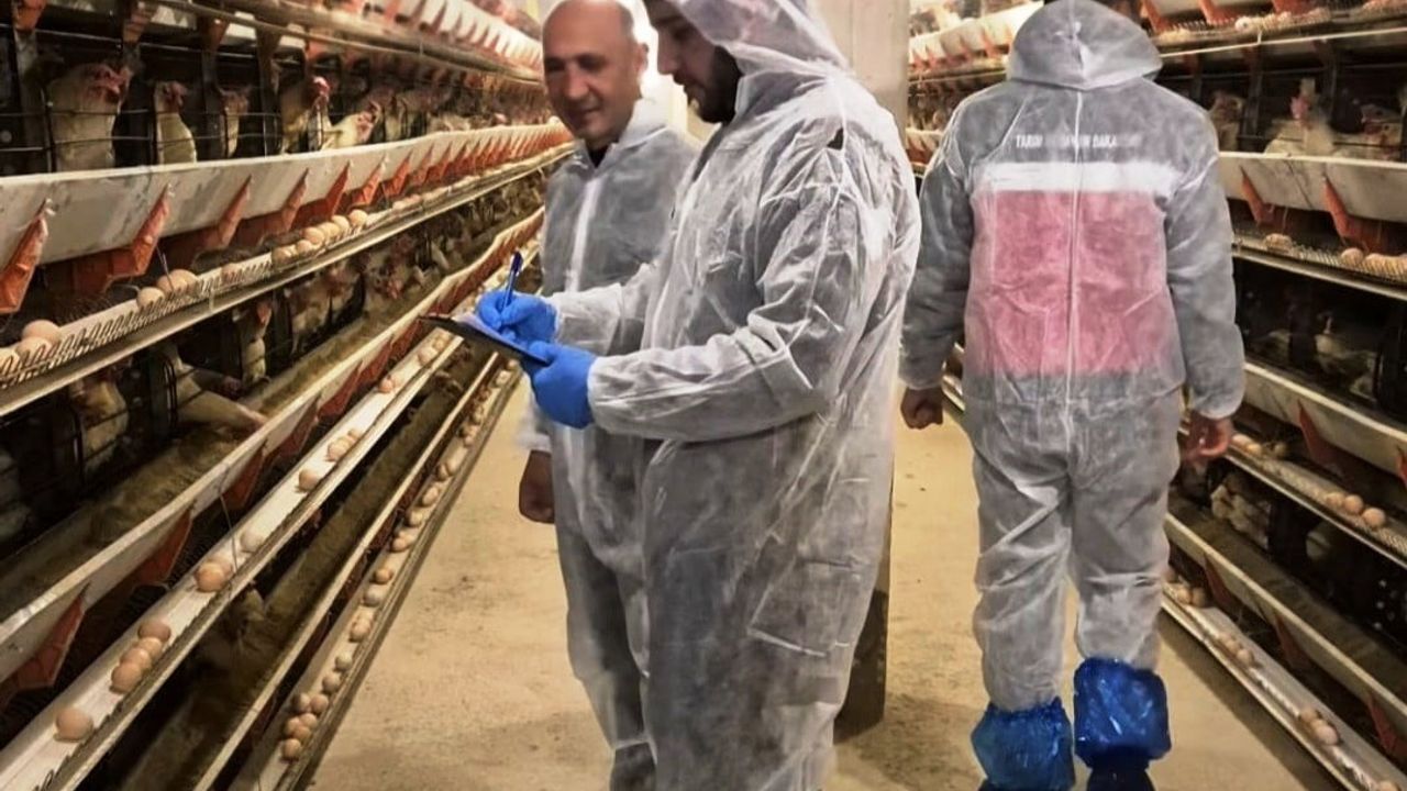 Simav'da yeni ticari yumurtacı işletmesinde ilk resmi denetim yapıldı
