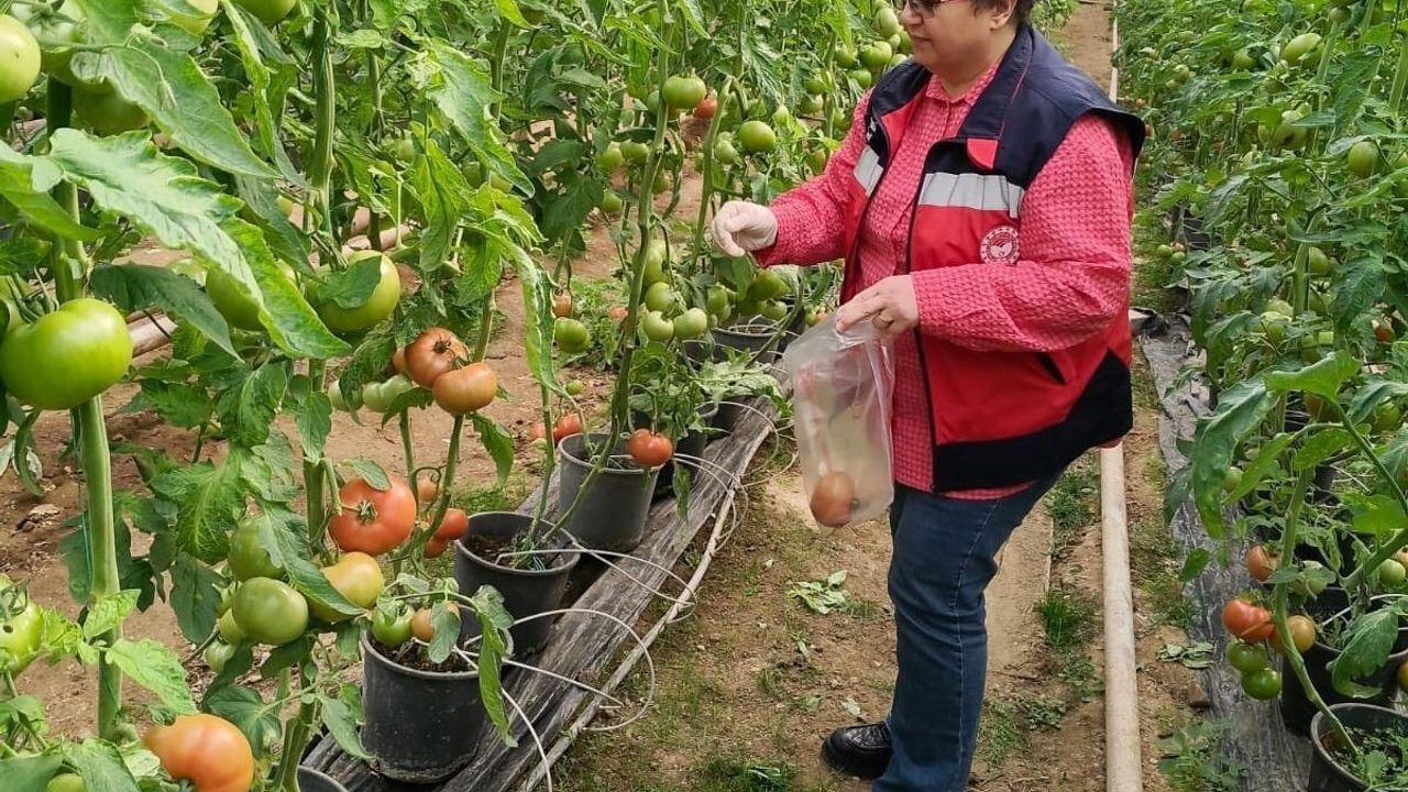 Simav seralarından hasat öncesi pestisit denetimi için domates numunesi alındı